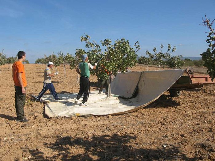 Recoleccion manual del pistacho en plantacion joven